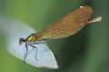 Calopteryx virgo